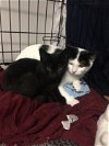 adoptable Cat in macedonia, OH named Alexis bonded with Jackie