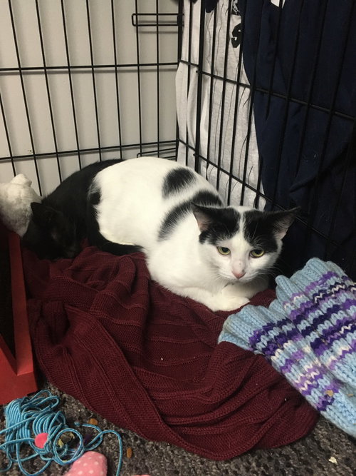 ALEXIS BONDED WITH JACKIE - Domestic Short Hair available for adoption