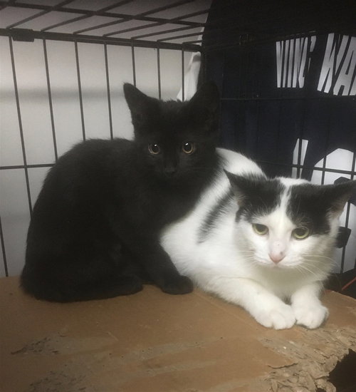 JACKIE BONDED WITH ALEXIS - Domestic Short Hair available for adoption