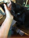 adoptable Cat in macedonia, OH named Shania Twain