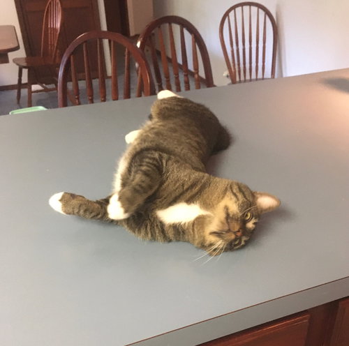 SCOOTER - Domestic Short Hair available for adoption