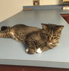 Scooter - Photo 2