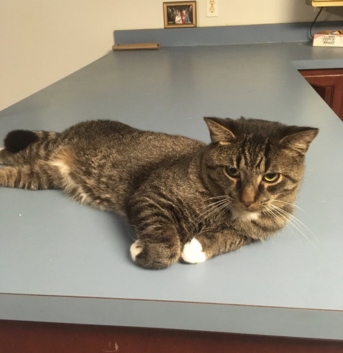 SCOOTER - Domestic Short Hair available for adoption