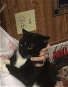 adoptable Cat in macedonia, OH named Mac