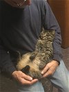 adoptable Cat in macedonia, OH named Geri