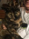 adoptable Cat in macedonia, OH named Rhoda