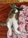 adoptable Cat in macedonia, OH named Liz