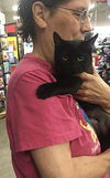 adoptable Cat in Macedonia, OH named Blossom bonded with Cheri
