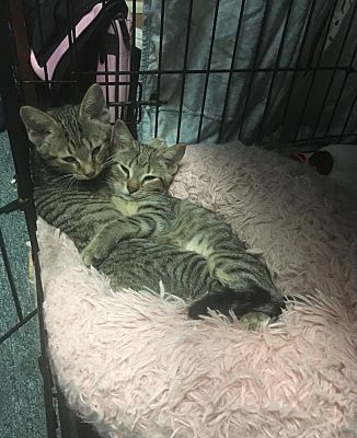 PEACHES - Domestic Short Hair available for adoption