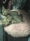 Peaches - Photo 3