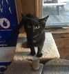 adoptable Cat in macedonia, OH named Cheri bonded with Blossom