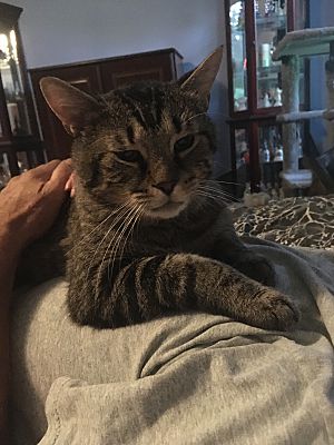 BERNIE MAC - Domestic Short Hair available for adoption