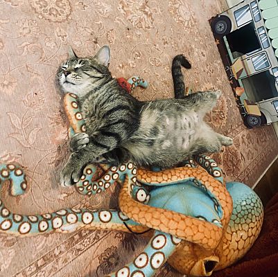 IVY - Domestic Short Hair available for adoption
