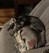 adoptable Cat in macedonia, OH named Griffin bonded (see description)