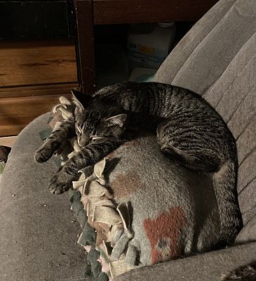 GRIFFIN BONDED (SEE DESCRIPTION) - Domestic Short Hair available for adoption