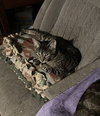 Griffin bonded (see description) - Photo 2