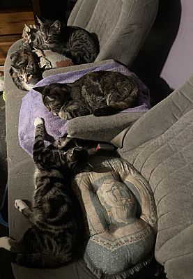 Griffin bonded (see description)