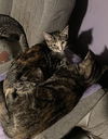 adoptable Cat in macedonia, OH named Mango bonded (see description)