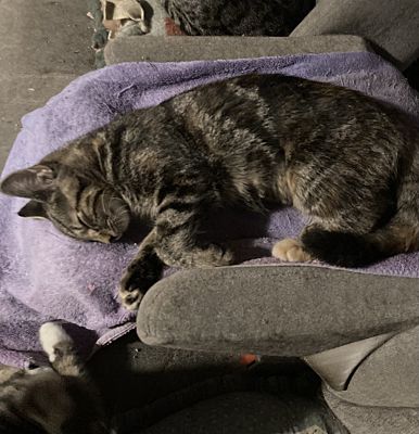 MANGO BONDED (SEE DESCRIPTION) - Domestic Short Hair available for adoption