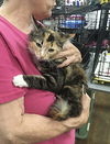 adoptable Cat in macedonia, OH named Peach bonded (see description)