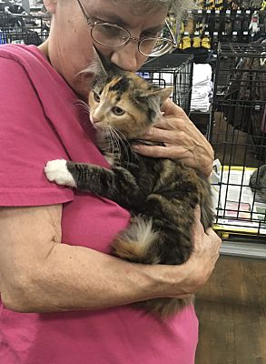 PEACH BONDED (SEE DESCRIPTION) - Domestic Medium Hair available for adoption