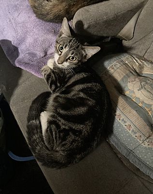 SNAKE BONDED (SEE DESCRIPTION) - Domestic Short Hair available for adoption