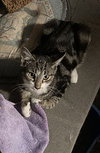 Snake bonded (see description) - Photo 2