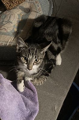 SNAKE BONDED (SEE DESCRIPTION) - Domestic Short Hair available for adoption