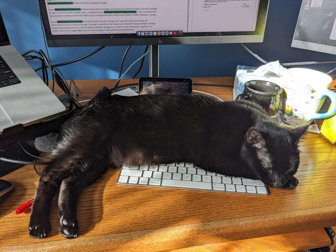 adoptable Cat in Macedonia, OH named Agnes