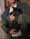 adoptable Cat in macedonia, OH named Torti