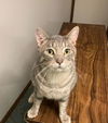 adoptable Cat in macedonia, OH named Orrville