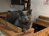 adoptable Cat in macedonia, OH named Keystone