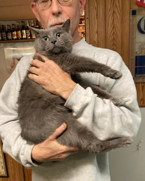 MEREDITH  AKA  NUBS - Domestic Short Hair / Manx available for adoption