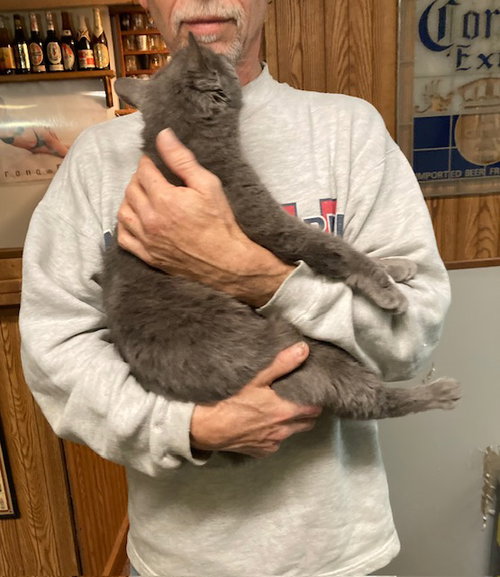 MEREDITH  AKA  NUBS - Domestic Short Hair / Manx available for adoption