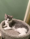 adoptable Cat in macedonia, OH named Boyd bonded with Hairball