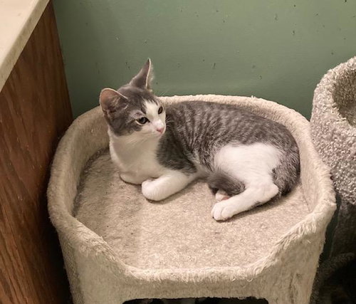 BOYD - Domestic Short Hair available for adoption