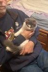 adoptable Cat in macedonia, OH named Hairball bonded with Boyd