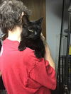 adoptable Cat in macedonia, OH named Jack Sparrow bonded with Salem