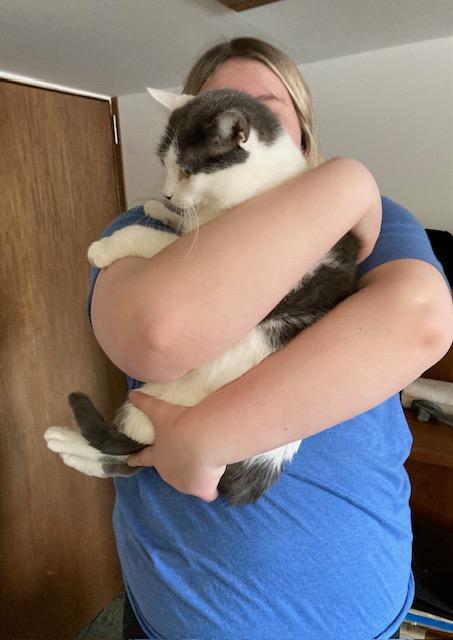 MAYNARD - Domestic Short Hair available for adoption