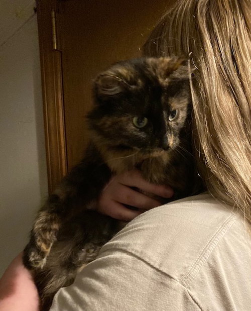 TWEETY - Domestic Short Hair / Calico available for adoption