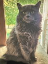 adoptable Cat in  named Fluffy