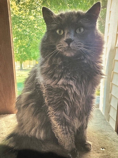 FLUFFY - Domestic Long Hair available for adoption