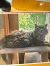 Fluffy - Photo 2