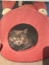 Fluffy - Photo 3