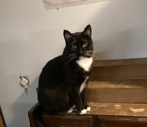 SQUEKER - Domestic Short Hair available for adoption