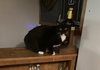 Squeker - Photo 2