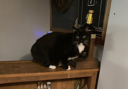 SQUEKER - Domestic Short Hair available for adoption