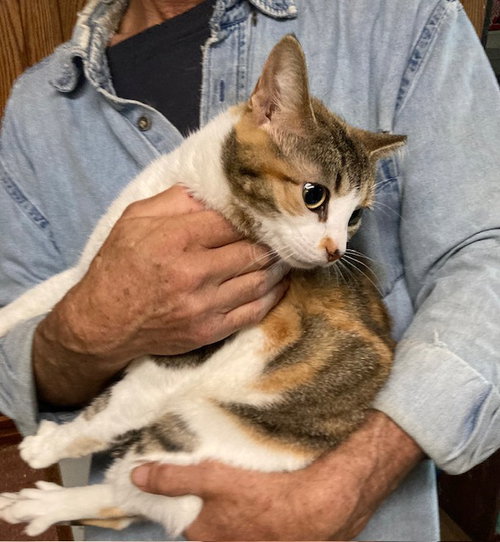 MARLA BONDED WITH MERVIN - Calico available for adoption