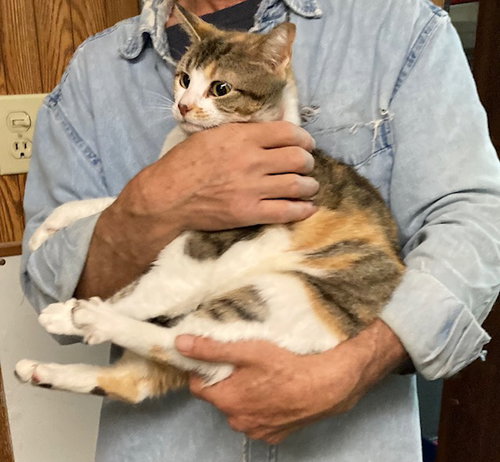 MARLA BONDED WITH MERVIN - Calico available for adoption