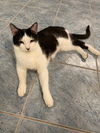 adoptable Cat in macedonia, OH named Eli